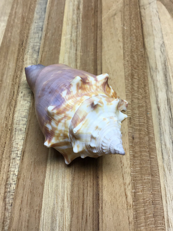 Florida Fighting Conch Shell