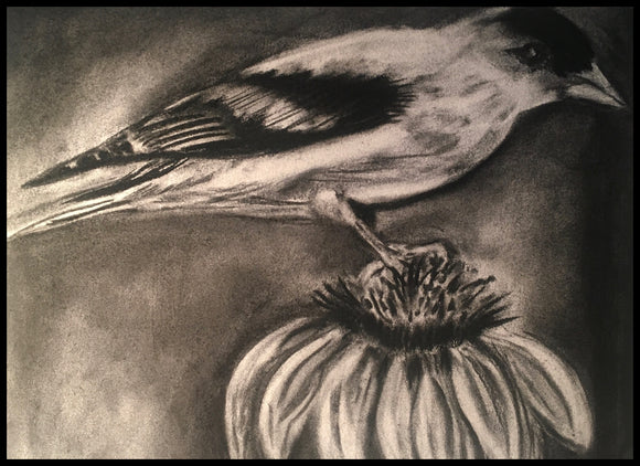 American Goldfinch in Charcoal