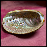 Abalone Shell & Stand
